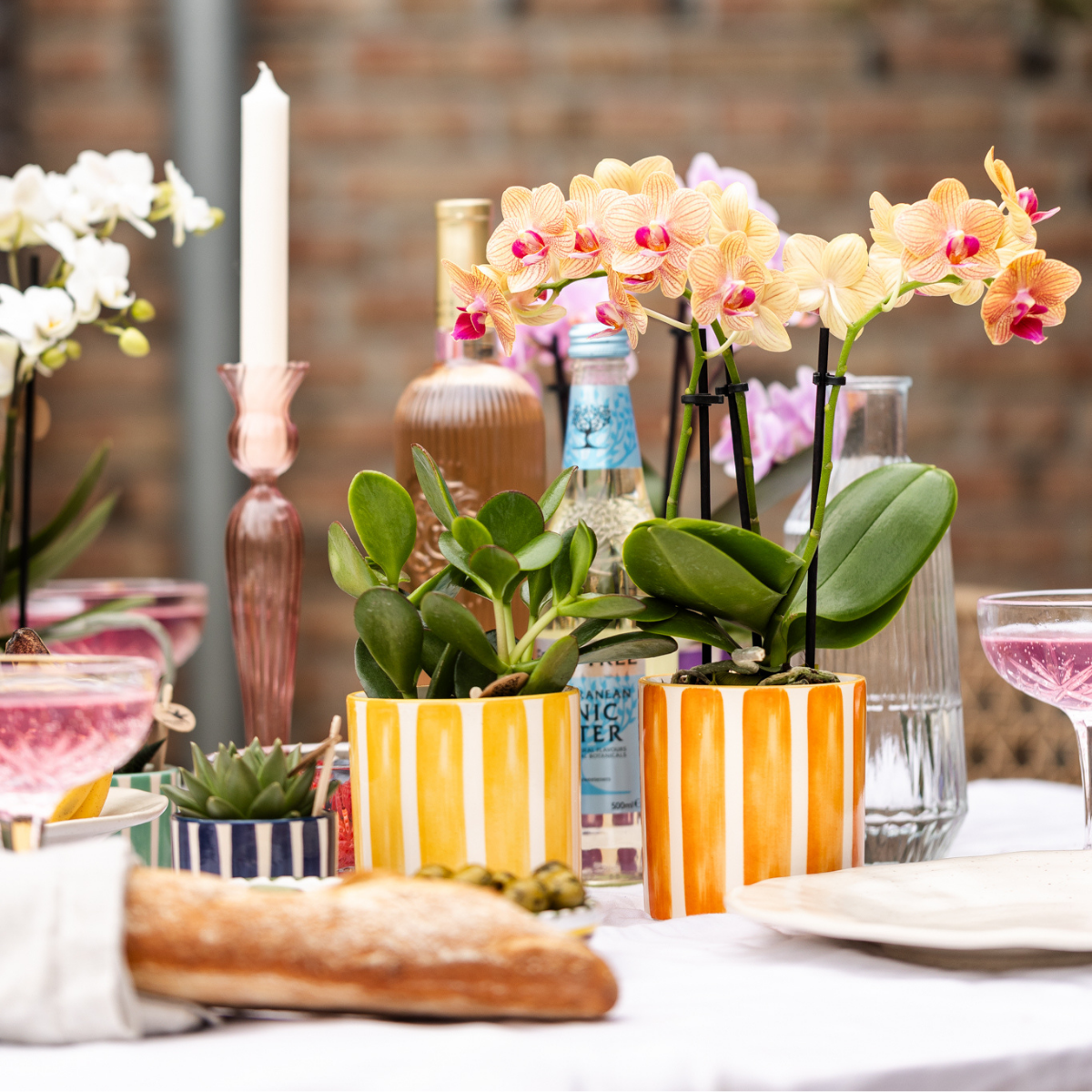 Orchidées Kolibri | Orchidée Phalaenopsis orange en pot de 9 cm de diamètre | Jamaïque | Plante d'intérieur fleurie - fraîchement cueillie