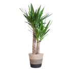 Yucca Elephantipes met Mand Lissabon zwart - 90cm - Ø21