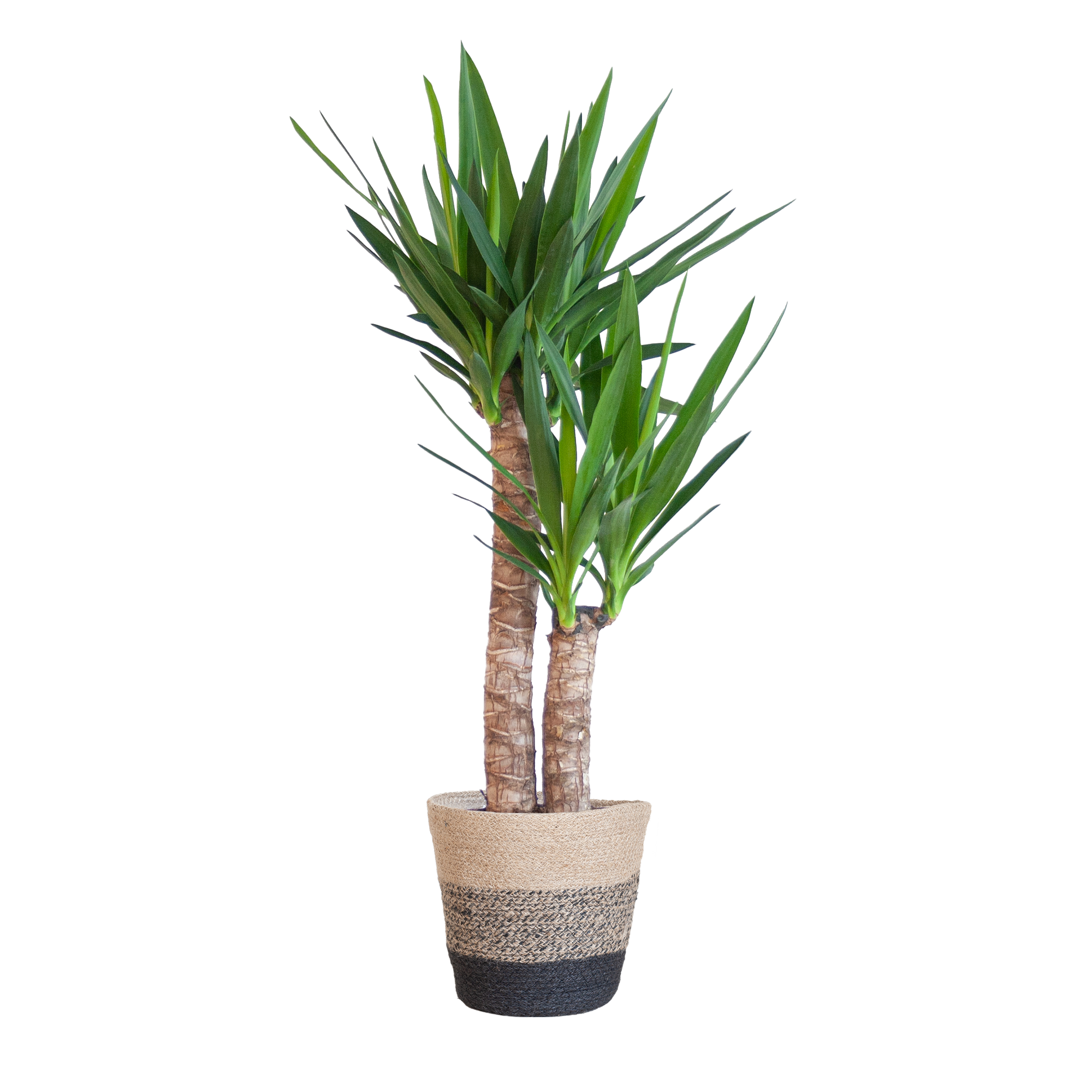 Yucca Elephantipes met Mand Lissabon zwart - 90cm - Ø21