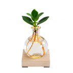 Glowplant - Clusia in vaasje met lampje