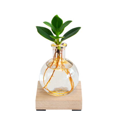 Glowplant - Clusia in vaasje met lampje
