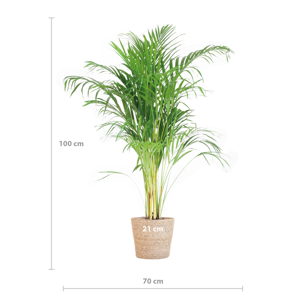 Areca Palm (Dypsis) met Sofia mand naturel - 100cm - Ø21