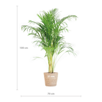 Areca Palm (Dypsis) met Sofia mand naturel - 100cm - Ø21