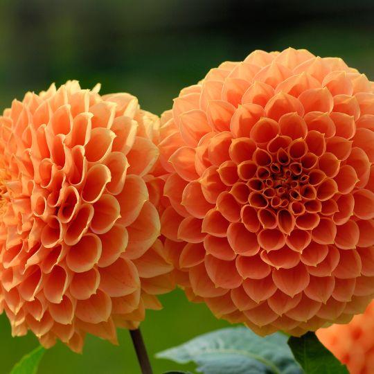 Flowerbulbs Amsterdam - 24 dahlia ralphie knollen voor 4 m², glinsterende oranje bloemen