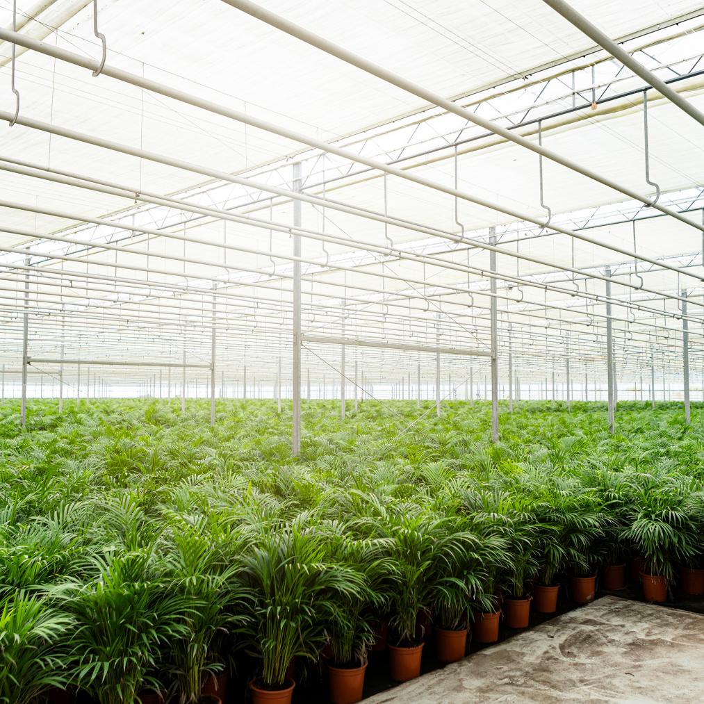 Areca palm - Ø21cm - ↕100cm