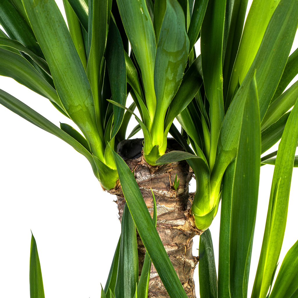 Yucca Elephantipes met mand Ø21cm - ↕90 - 110cm