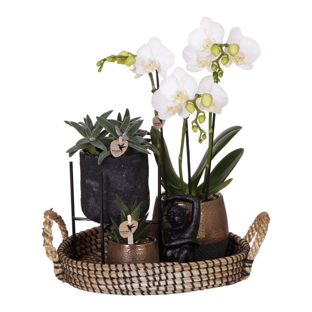 Kolibri Company | Coffret cadeau Nature Urbaine | Ensemble de plantes comprenant une orchidée Phalaenopsis et des succulentes, avec pots décoratifs en céramique