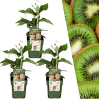 3 x Biologische kiwiplanten - Ø 13 cm - ↨ 20 cm