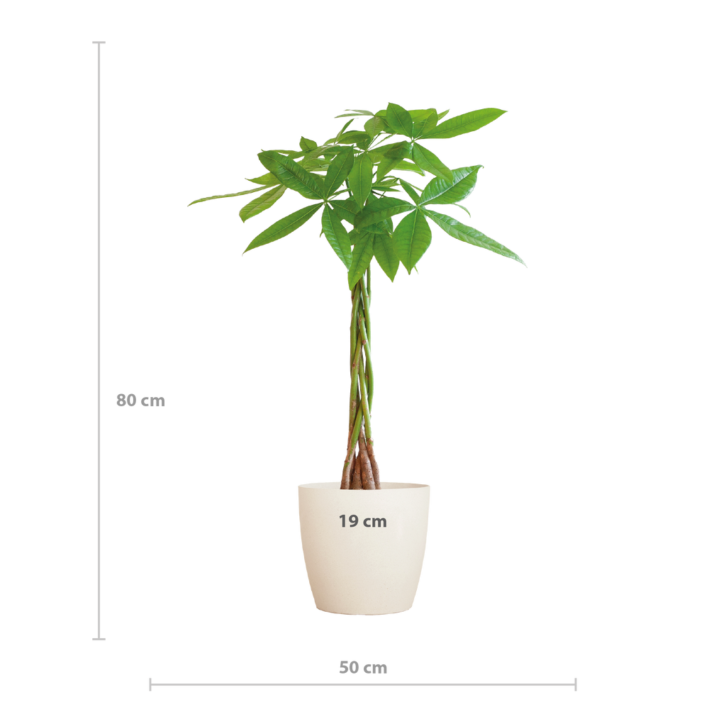 Pachira Aquatica met Viber wit - 80cm - Ø21