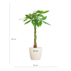 Pachira Aquatica met Viber wit - 80cm - Ø21
