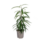 Ficus Binnendijkii Alii Ø17cm - ↕60 - 80cm