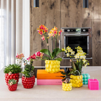 Kolibri Orchids | rode Phalaenopsis orchidee – Congo + Berry sierpot – potmaat Ø9cm | bloeiende kamerplant in bloempot - vers van de kweker