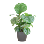 Calathea Orbifolia met Viber grijs - 65cm - Ø21