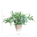 Phlebodium Aureum 'Blue Star' mit Korb Lissabon weiß - 40cm - Ø17