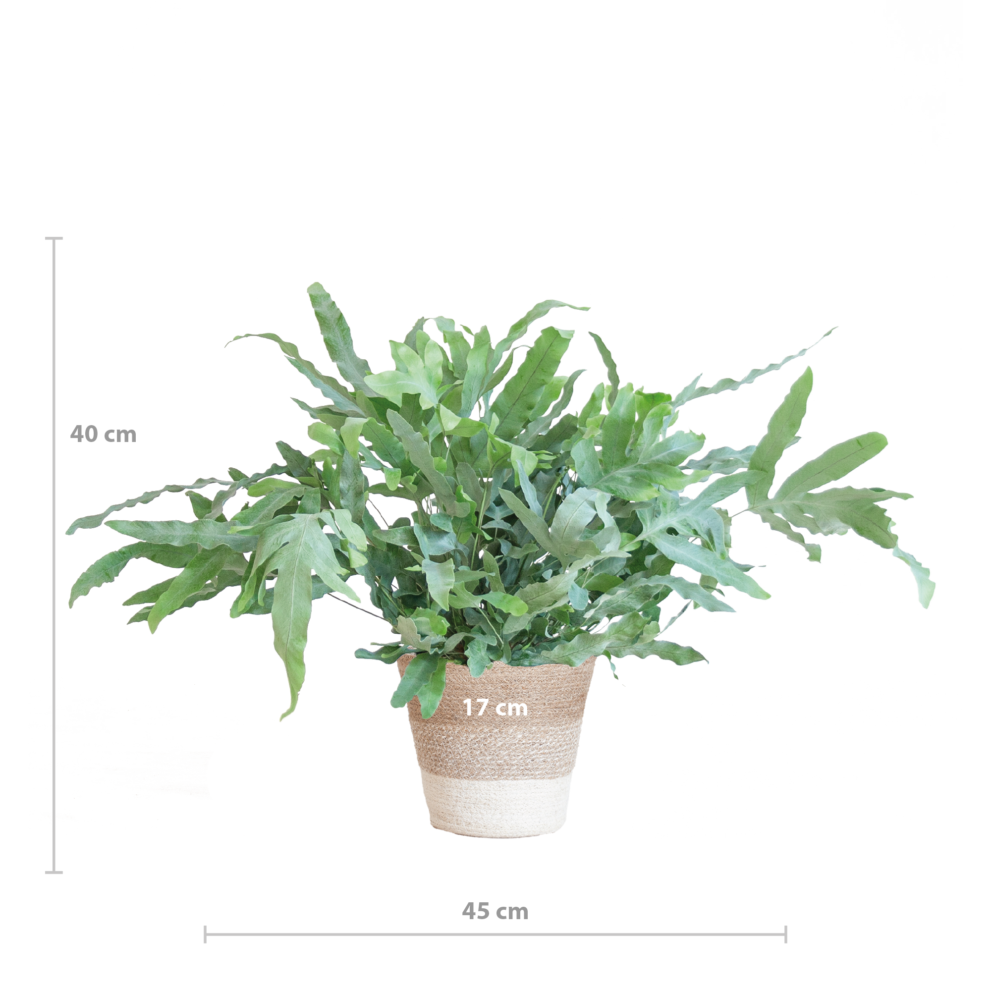 Phlebodium Aureum 'Blue Star' met Mand Lissabon wit - 40cm - Ø17