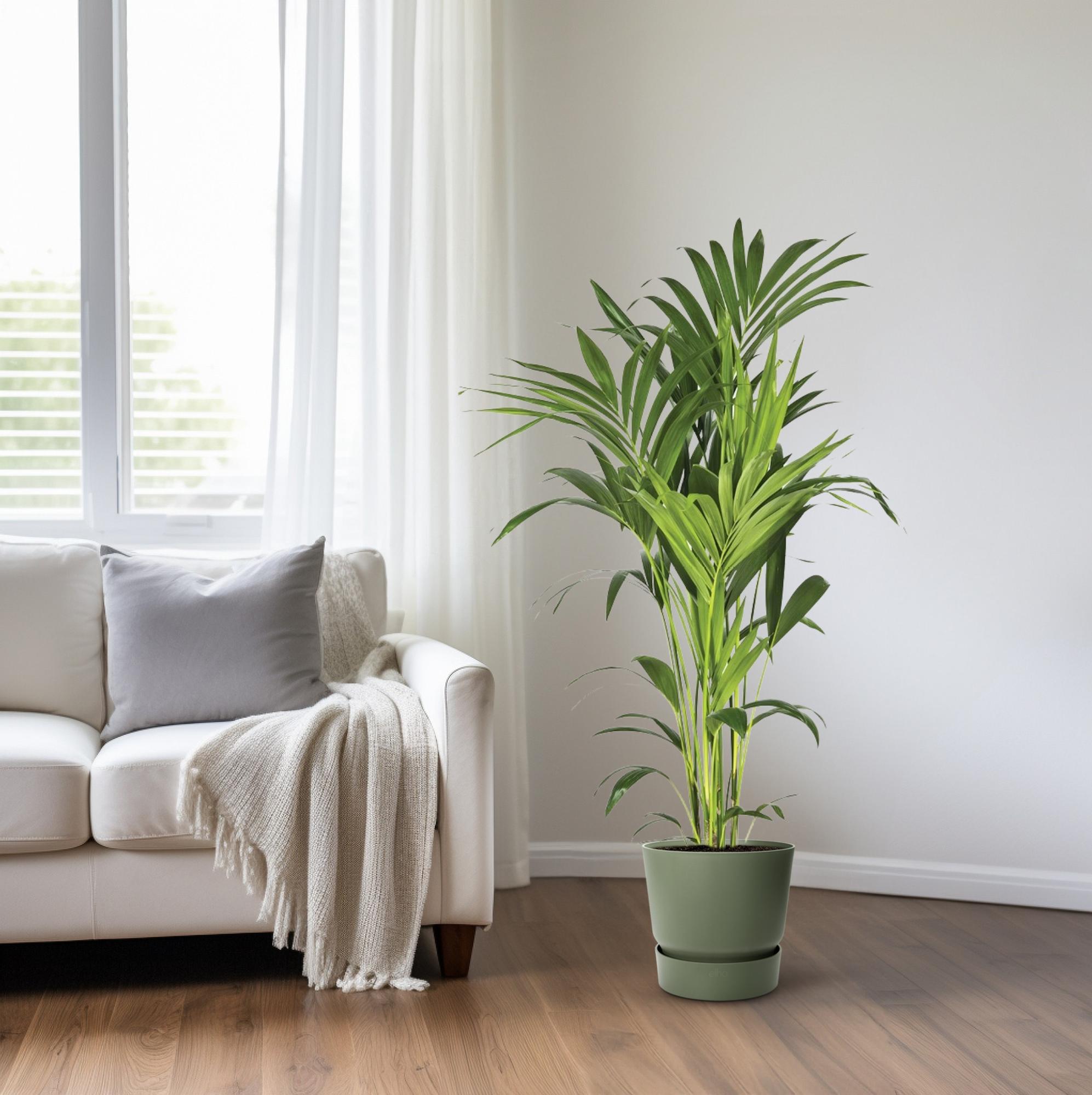 Howea Forsteriana - Ø21cm - ↕130cm