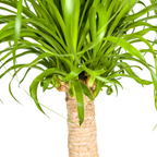 Beaucarnea Recurvata Stam met mand Ø21cm - ↕60 - 80cm