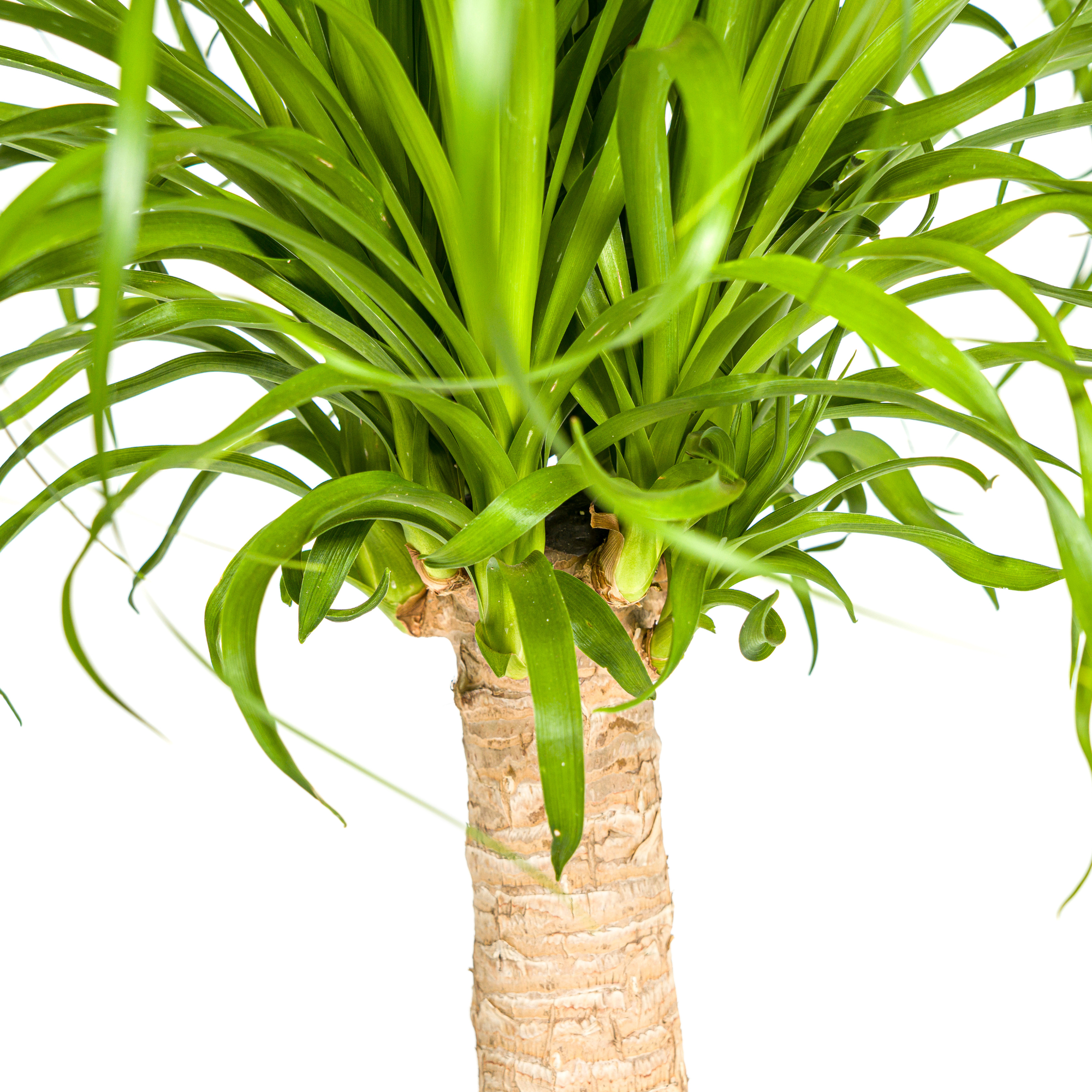 Beaucarnea Recurvata Stam met mand Ø21cm - ↕60 - 80cm