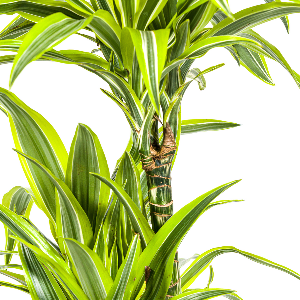 Dracaena Deremensis Lemon Lime met mand Ø24cm - ↕130 - 150cm