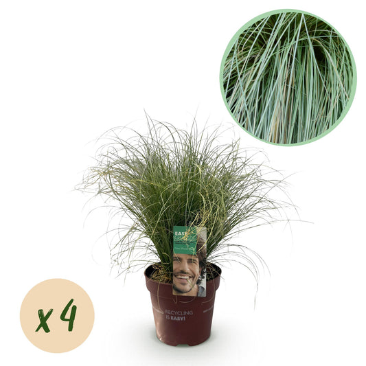 Green boutiQ – Ziergräser – Carex comans Frosted Curls – Grün – 4 Pflanzen – Immergrün – Pflegeleicht – Topf 17 cm, Höhe 50 cm