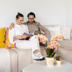 Orchidée colibri | Orchidée jaune Lima + Malaga en pot décoratif orange clair - diamètre du pot : 9 cm | Plante d'intérieur fleurie - Directement du producteur