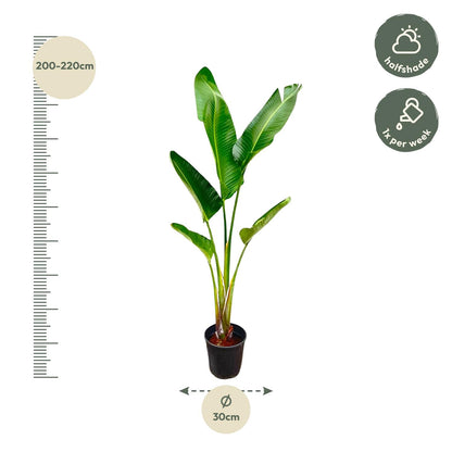 Strelitzia Augusta – 220 cm – ⌀30