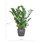 Zamioculcas Zamiifolia met Viber grijs - 80cm - Ø21