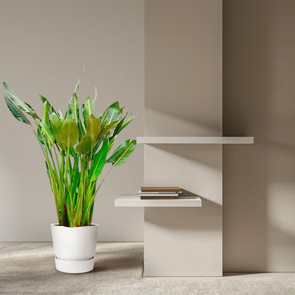 Strelitzia Reginae XL – 160 cm – ⌀30