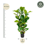 Ficus Lyrata struik - 155 cm - Ø27