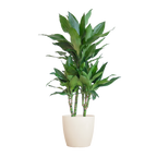 Dracaena  Janet Lindt met Viber wit - 95cm - Ø21