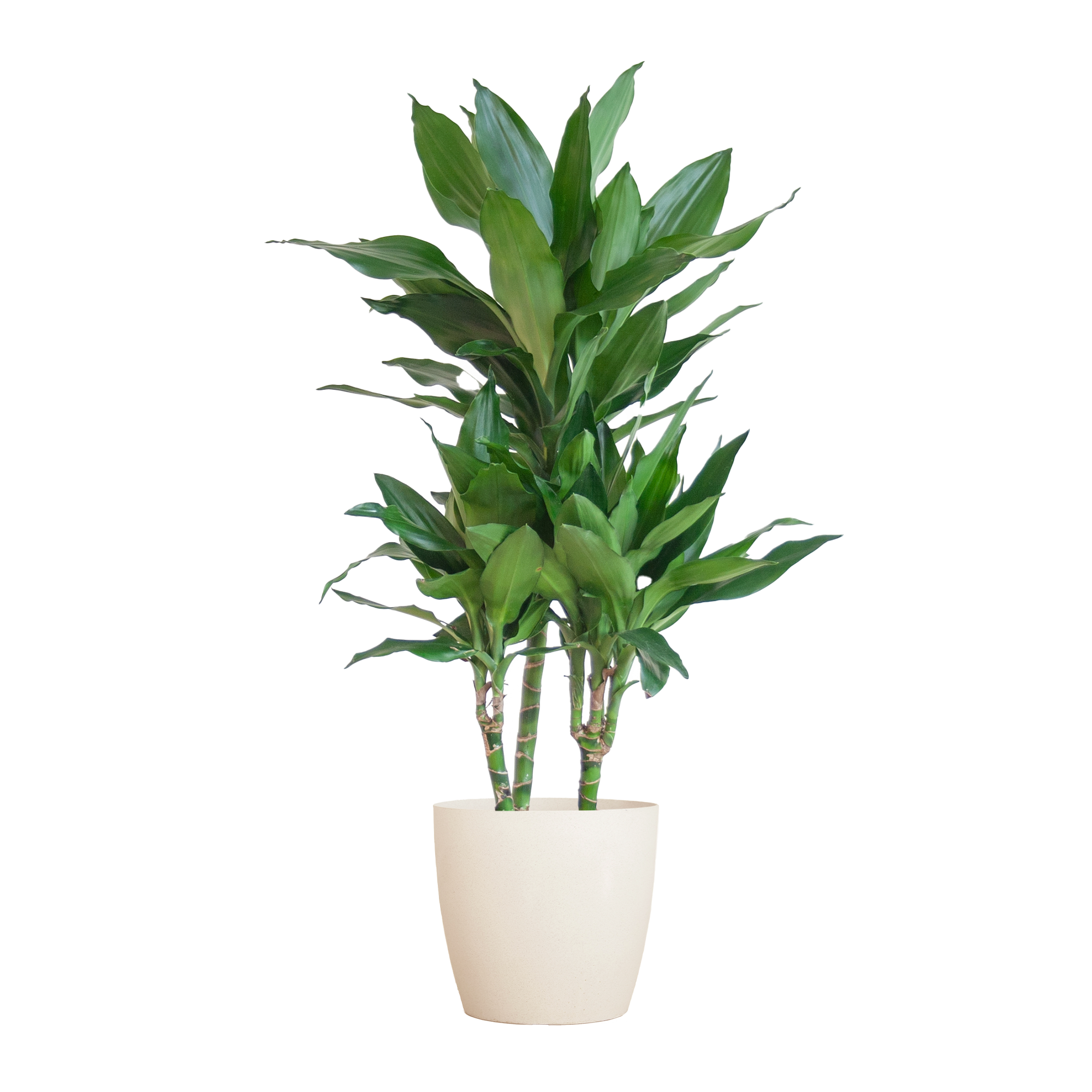 Dracaena  Janet Lindt met Viber wit - 95cm - Ø21