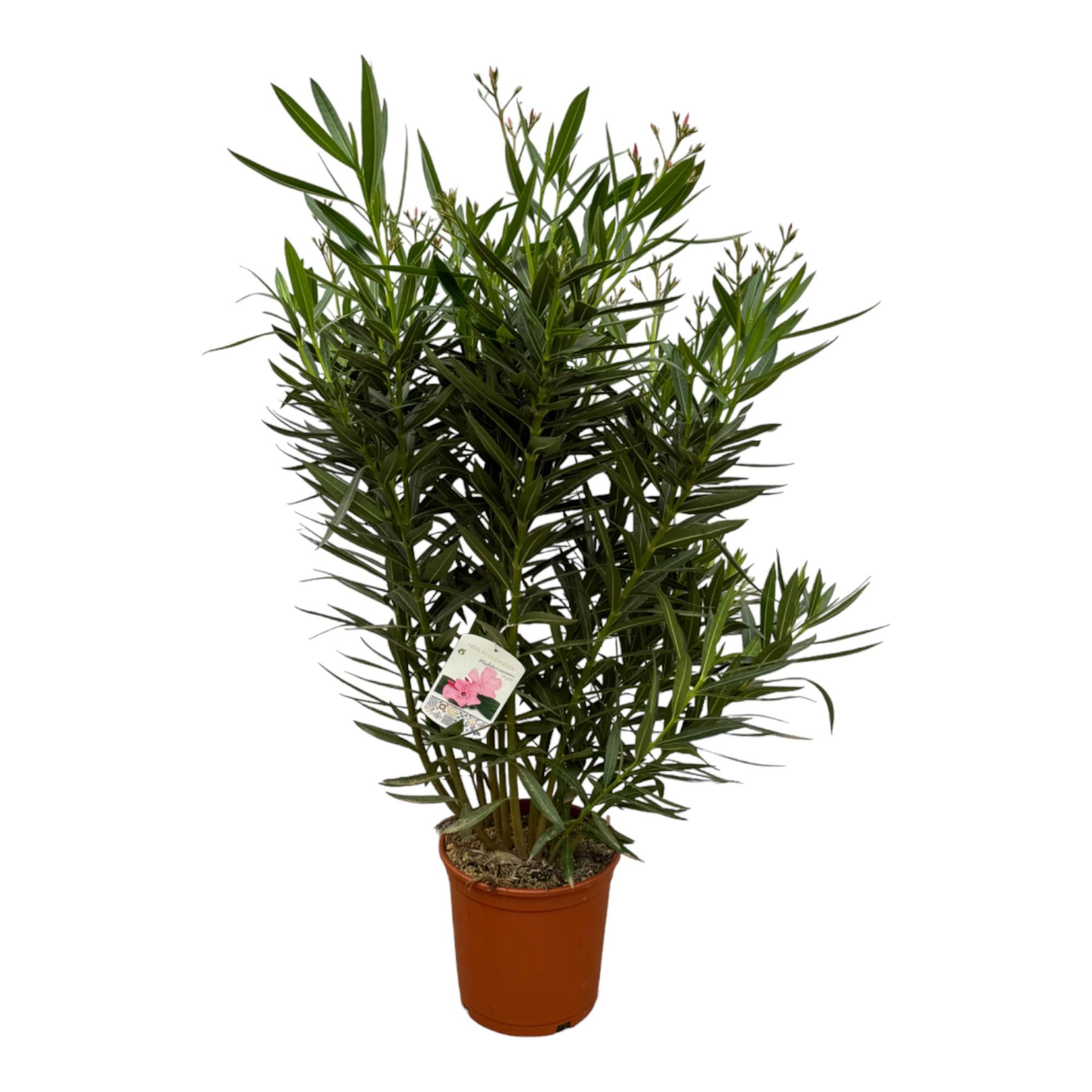 Nerium Oleander struik met witte bloem - 160 cm - Ø32cm