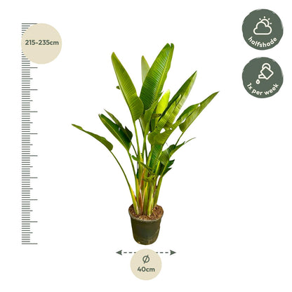 Strelitzia Augusta Mehrstamm XXL - 225 cm - ø40