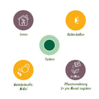 Green BoutiQ - Kamerplanten - Strelitzia Nicolai - Paradijsvogelbloem - Weinig onderhoud - Groen - 1 Plant - met Potter Wit - Pot 21cm - Hoogte 110-120cm