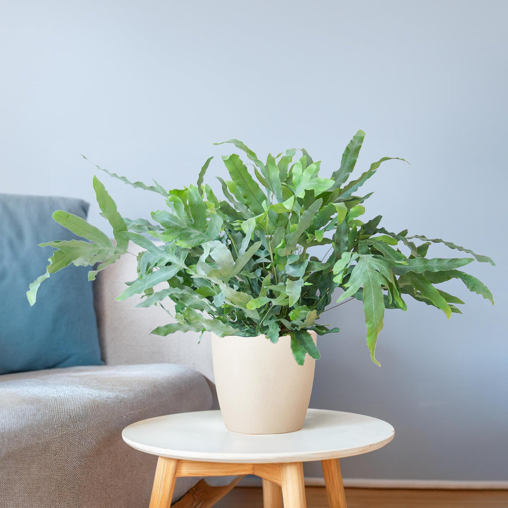 Phlebodium Aureum 'Blue Star' mit Viber weiß - 40cm - Ø17