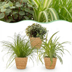 Green boutiQ - Kamerplant - Cyperus - Calissia - Chlorophytum - Mix van 3 - Huisdiervriendelijke Planten - Groen - 3 Planten - met Mand - Pot 12cm - Hoogte 20cm
