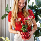 Kolibri Orchids | rode Phalaenopsis orchidee potmaat Ø9cm |  Congo | bloeiende kamerplant - vers van de kweker