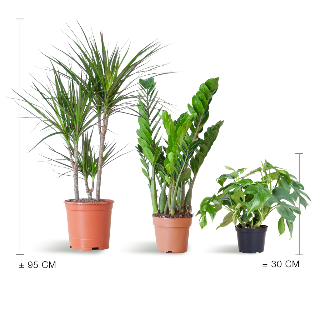 Schaduw Plantenbox - medium - zonder sierpot