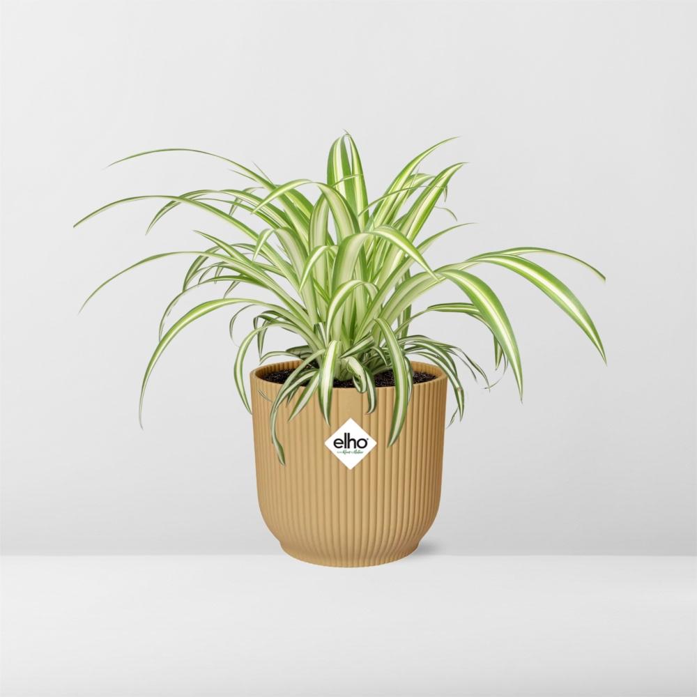Chlorophytum Comosum Variegatum in ELHO Vibes Fold 14cm gelb