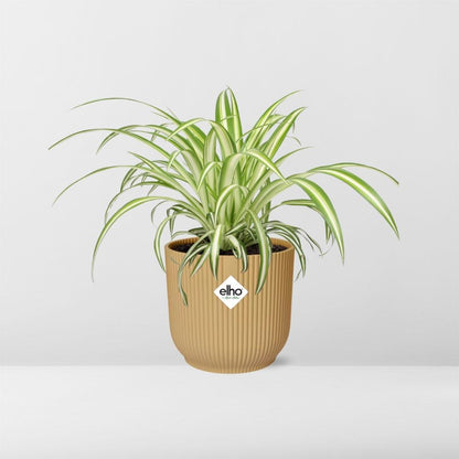 Chlorophytum Comosum Variegatum in ELHO Vibes Fold 14cm gelb