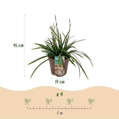 Green boutiQ – Ziergräser – Carex morrowii Irish Green – Grün &amp; Gelb – 4 Pflanzen – Immergrün – Pflegeleicht – Topf 17 cm, Höhe 50 cm