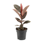 Ficus Elastica Belize - Ø17cm - ↕55cm