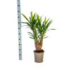 Yucca Elephantipes Vertakt met mand Ø21cm - ↕60 - 70cm