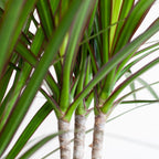 Dracaena Marginata met naturel mand - 95cm - Ø21