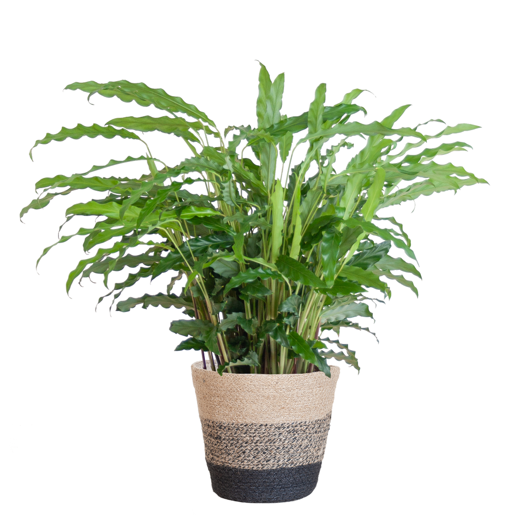 Calathea Rufibarba met Mand Lissabon zwart - 55cm - Ø17