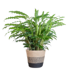 Calathea Rufibarba met Mand Lissabon zwart - 55cm - Ø17