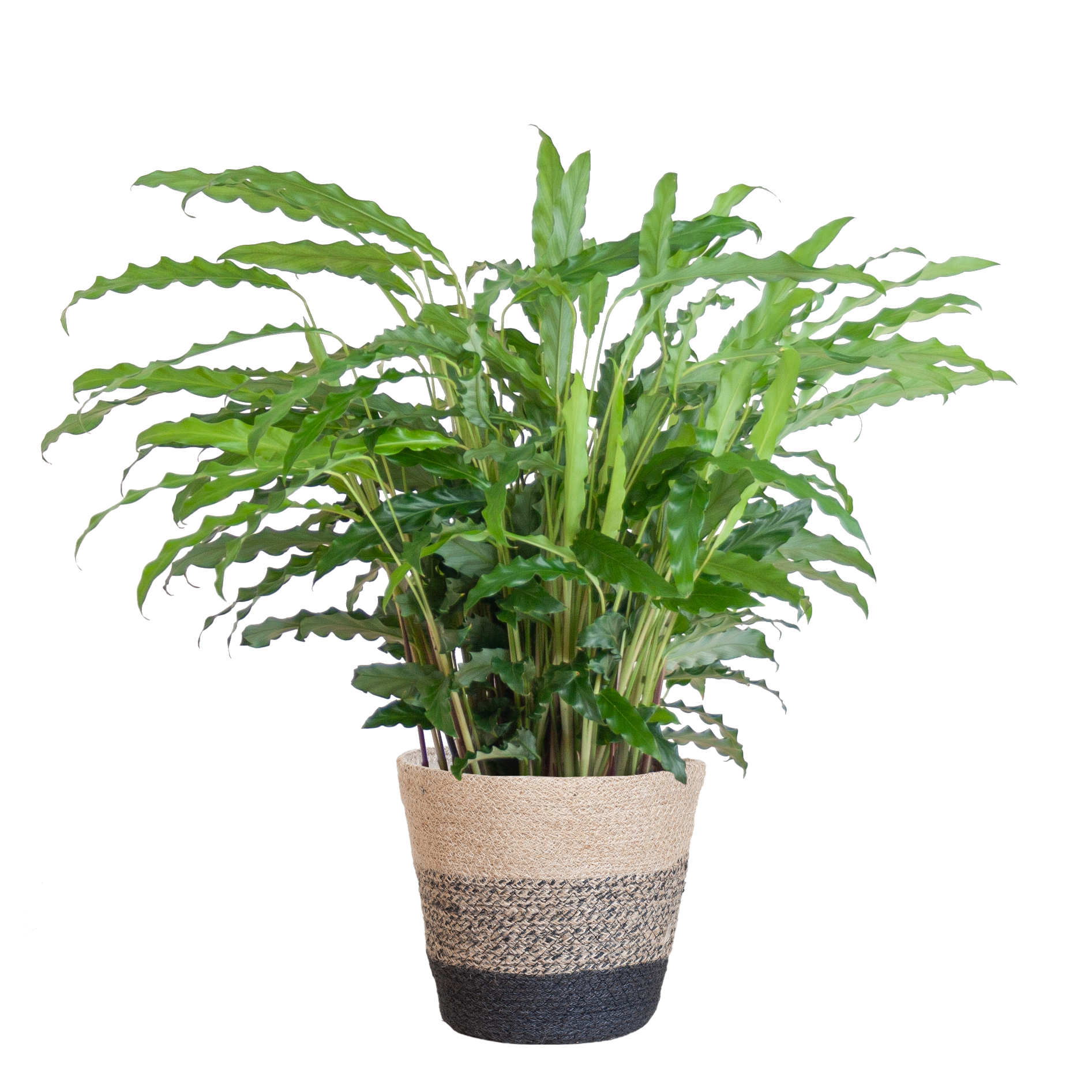 Calathea Rufibarba met Mand Lissabon zwart - 55cm - Ø17