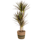 Dracaena Marginata Magenta met mand Ø21cm - ↕110 - 130cm