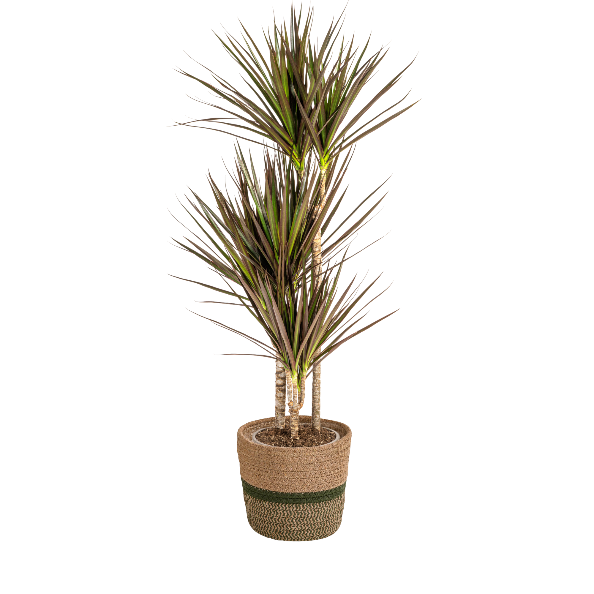 Dracaena Marginata Magenta met mand Ø21cm - ↕110 - 130cm