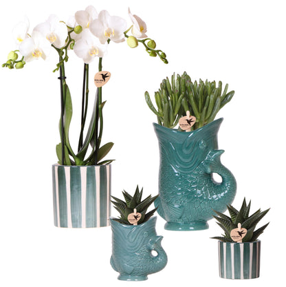 Hummingbird Orchids | Set of white Amabilis orchids and succulents in ceramic pots - pot sizes Ø9cm &amp; Ø6cm | flowering houseplant - fresh from the grower